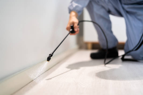 Licensed Wasp Removal service in South Uniontown, PA - Show Me Pest Control
